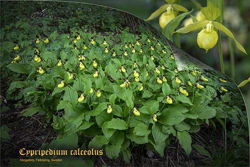 Cypripedium calceolus 